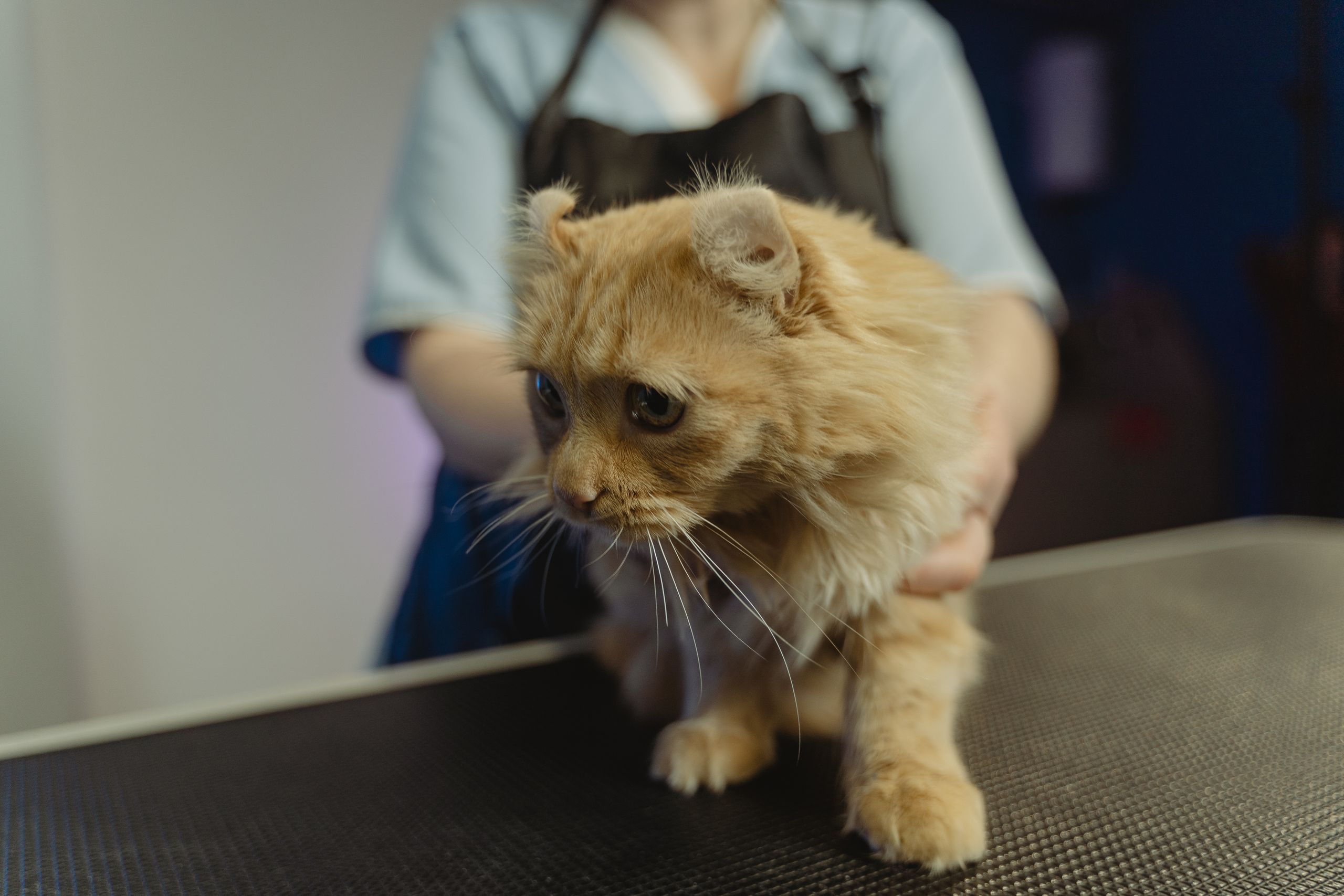 Rot getigerte Katze wird auf dem Behandlungstisch beim Tierarzt gehalten
