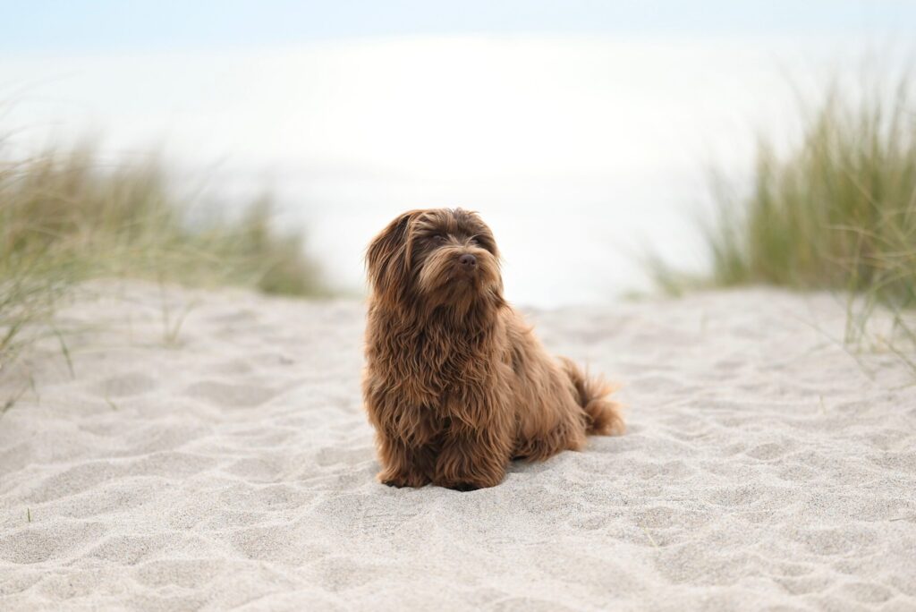 Hundestrände Nordsee: Hund am Nordseestrand