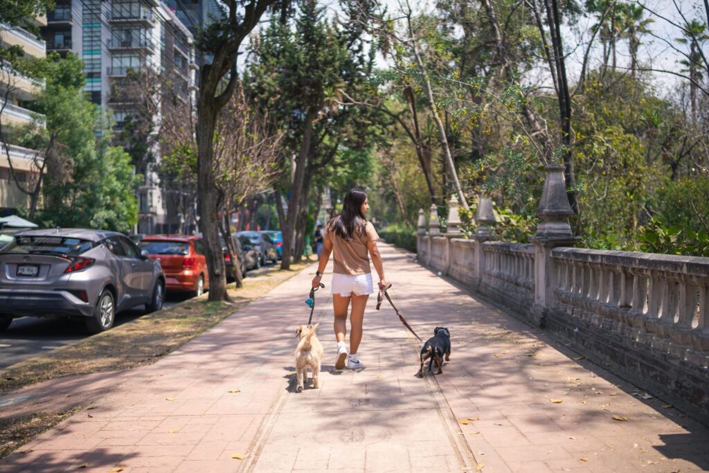 Hundesitter in der Stadt: Spaziergang mit zwei Hunden