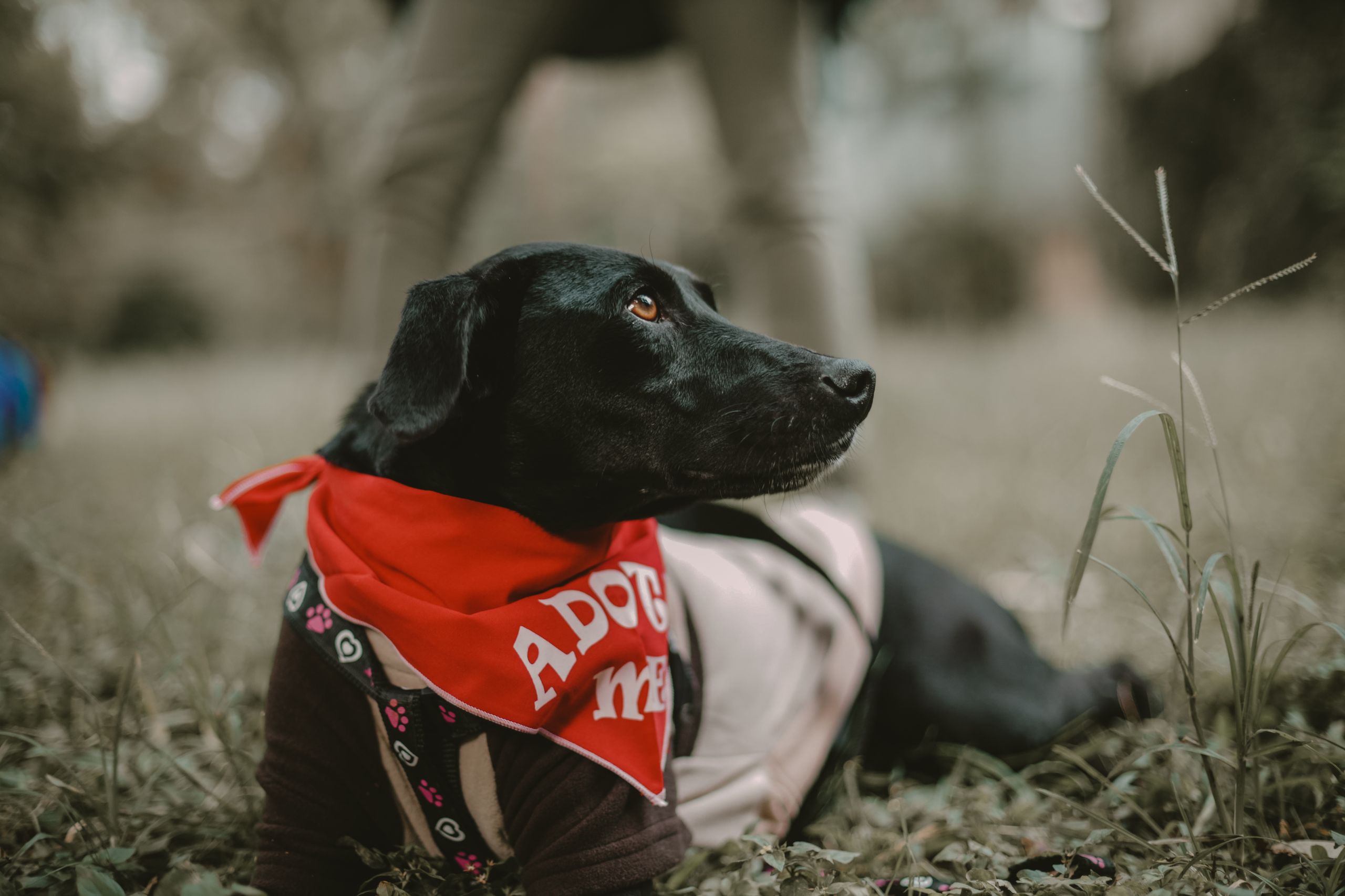 Schwarzer Labrador mit rotem Adopt-me-Halstuch liegt bei einer Adoptionsveranstaltung im Freien
