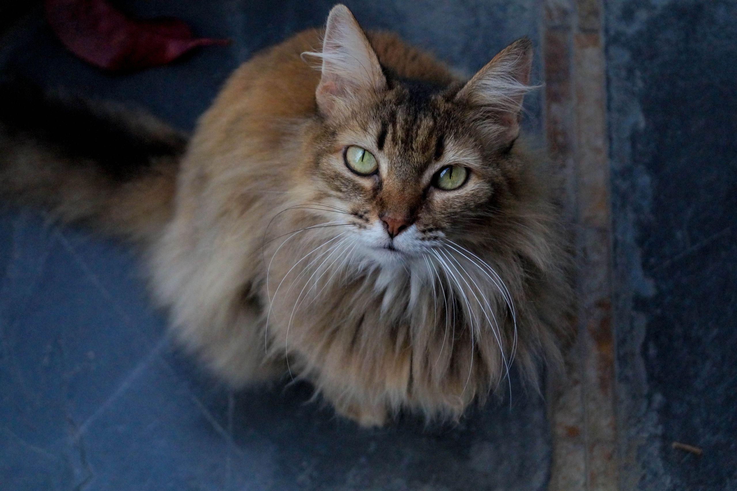 Langhaar-Hauskatze mit auffälligen Augen blickt nach oben