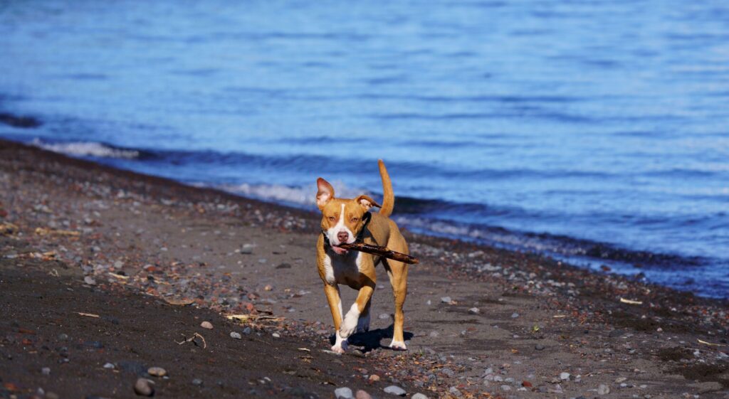 Hundestrände Holland: Hund an der Küste