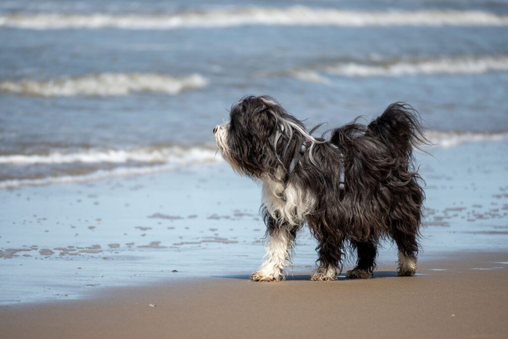 Hundestrände Ostsee: Hund am Ostseestrand