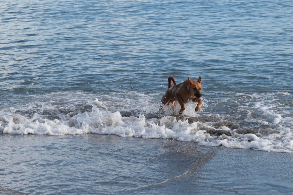 Urlaub mit Hund: Hund läuft am Strand