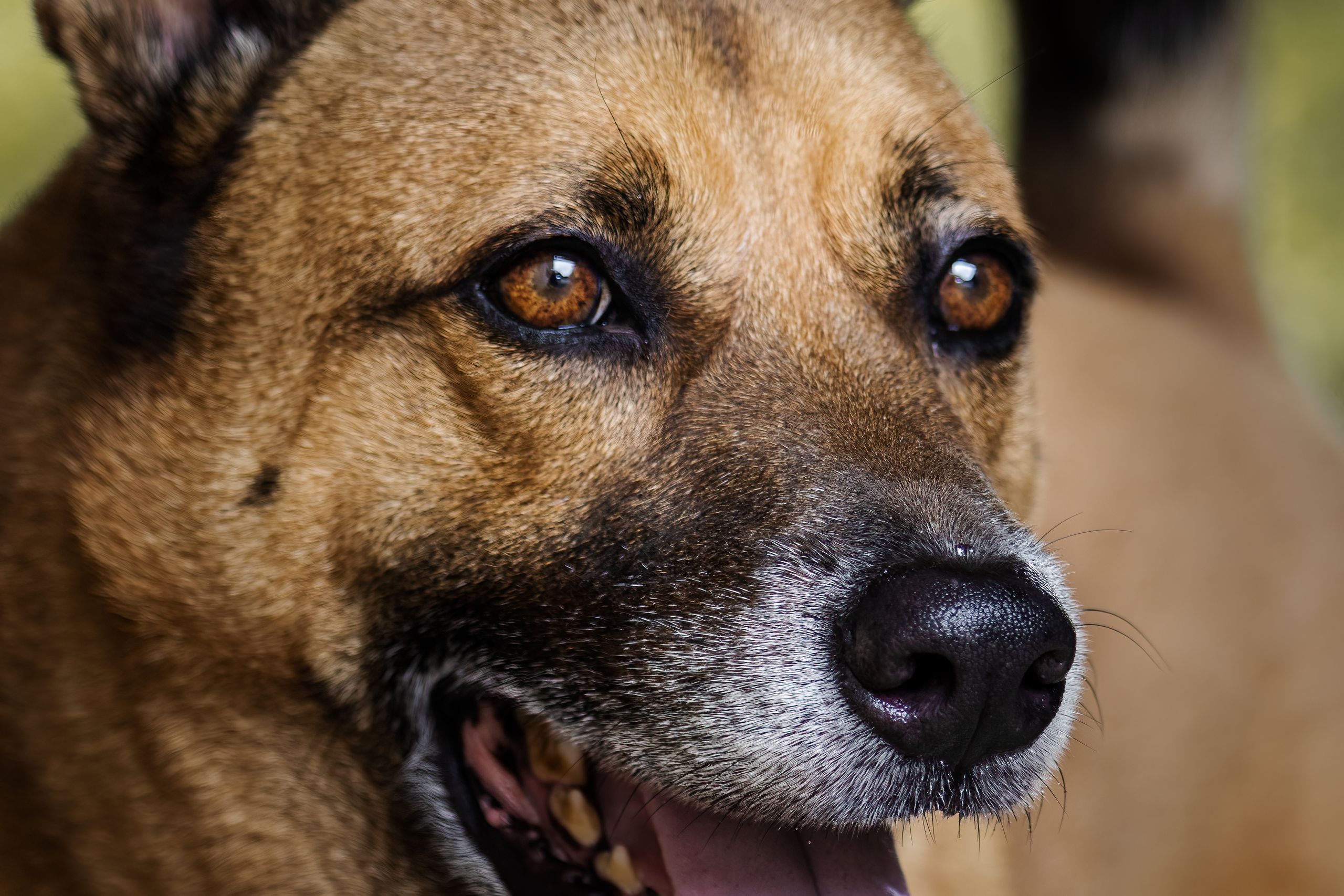 Schäferhund-Mischling mit heraushängender Zunge im Porträt