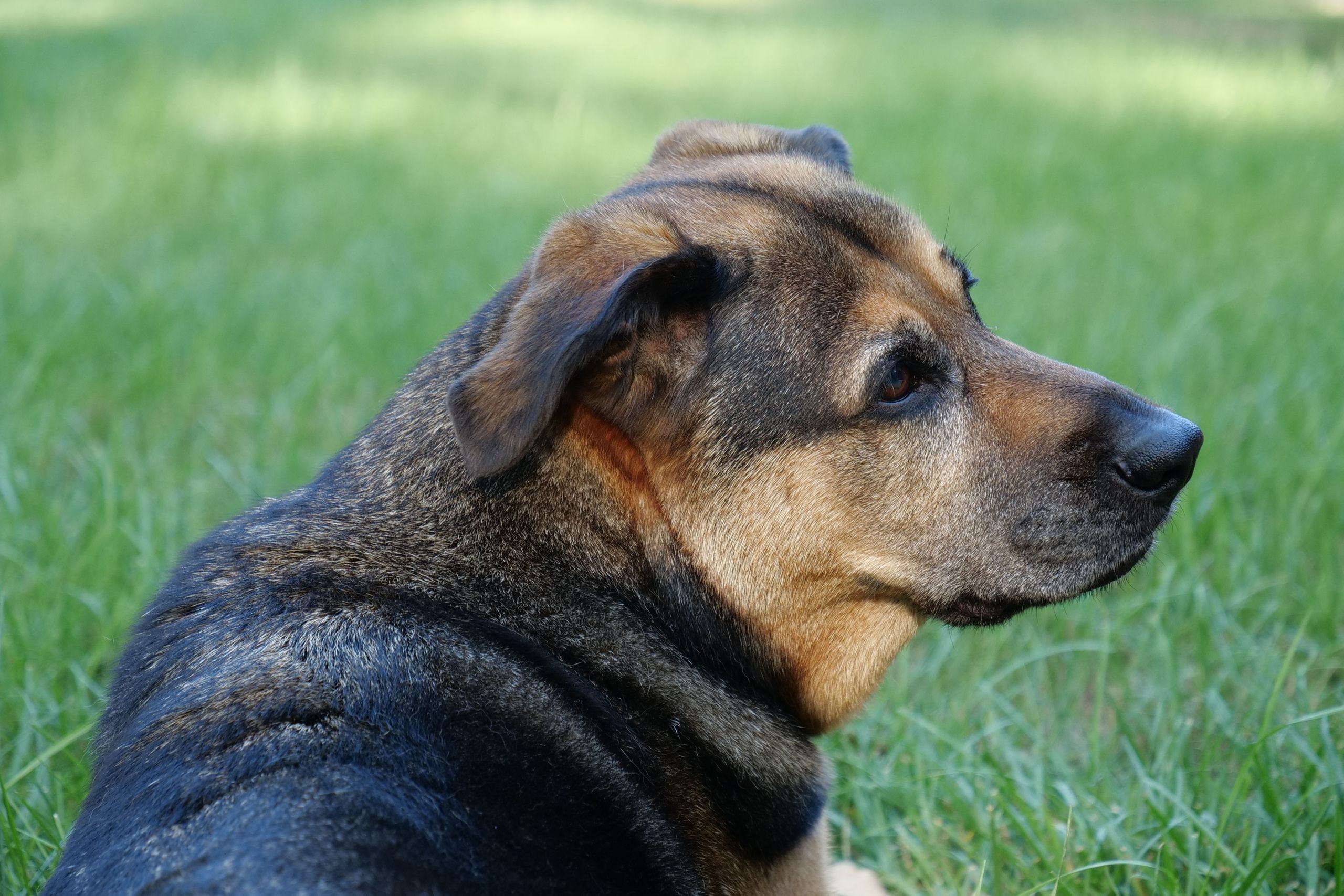Schäferhund-Mischling liegt entspannt im sonnigen Garten