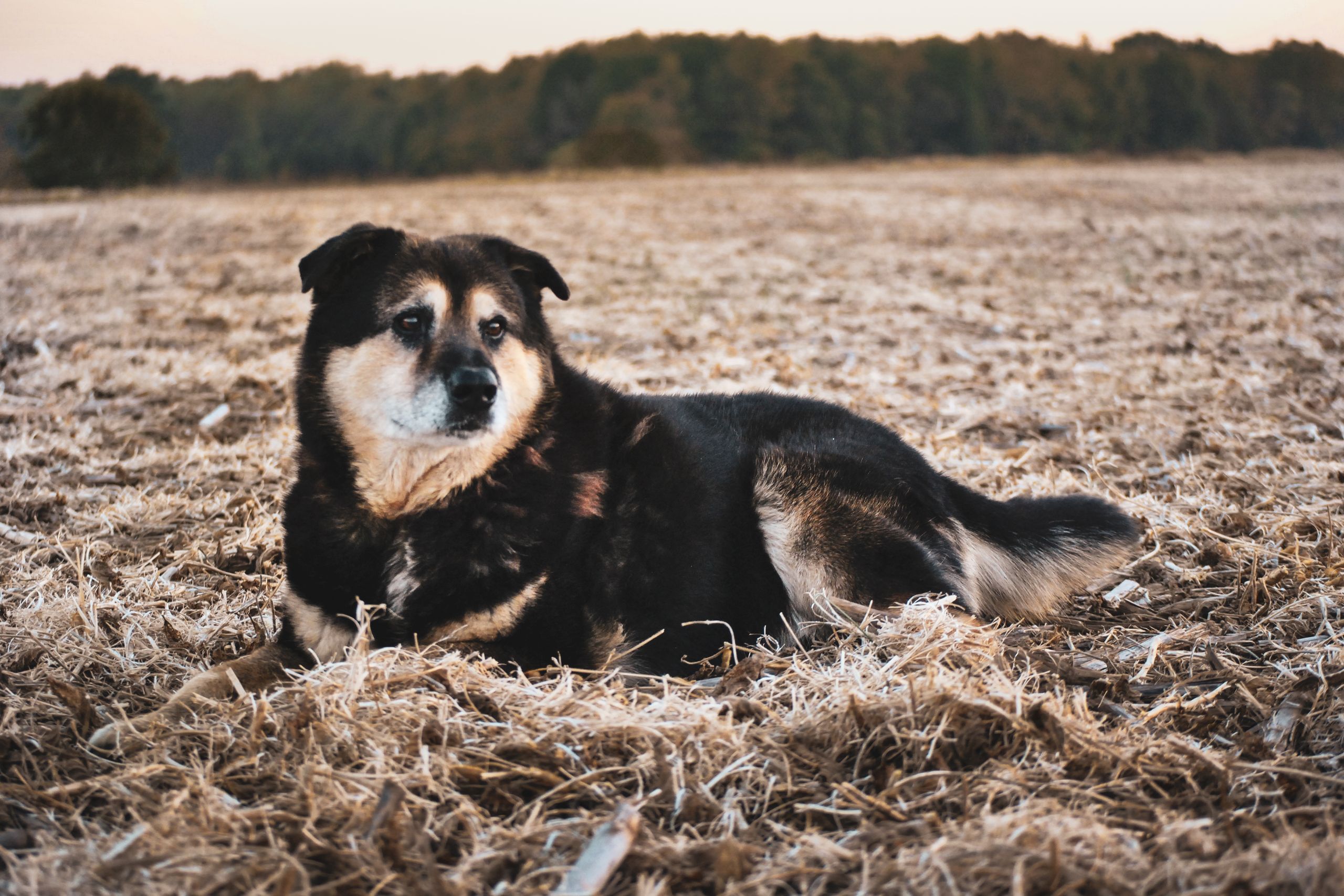 Schäferhund-Mix liegt entspannt in einem trockenen Grasfeld