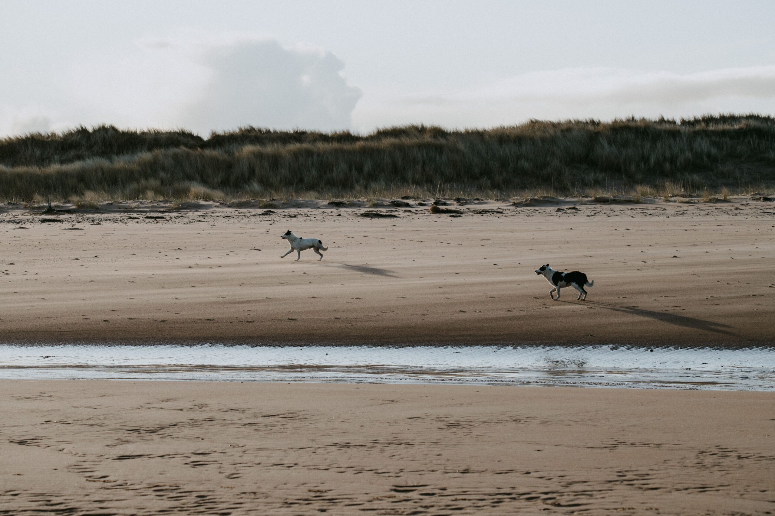 Zwei Hunde laufen frei über einen weiten Strand Urlaub mit Hund am Strand