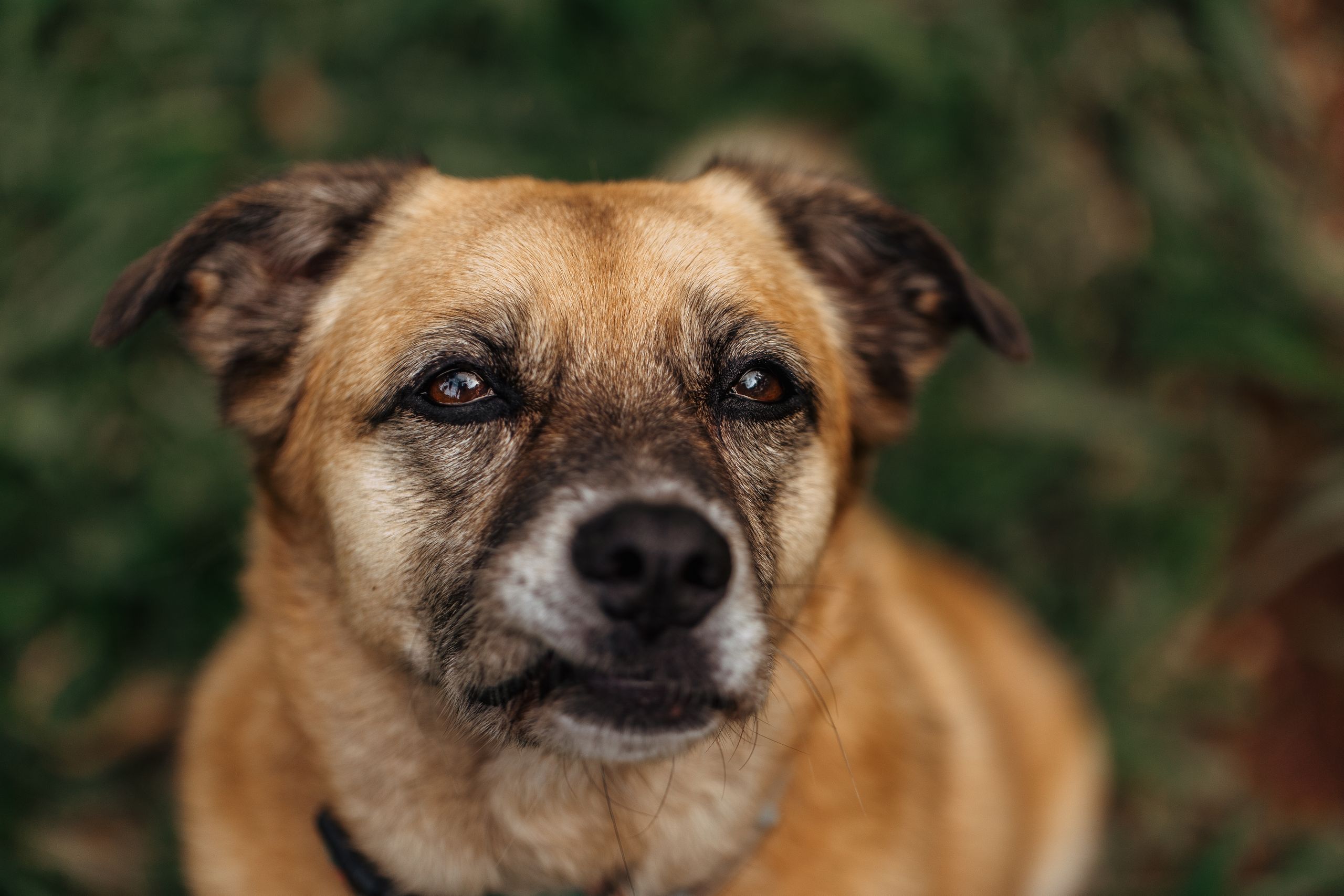 Porträt eines aufmerksamen Mischlingshundes, typisch für einen Straßenhund aus Rumänien