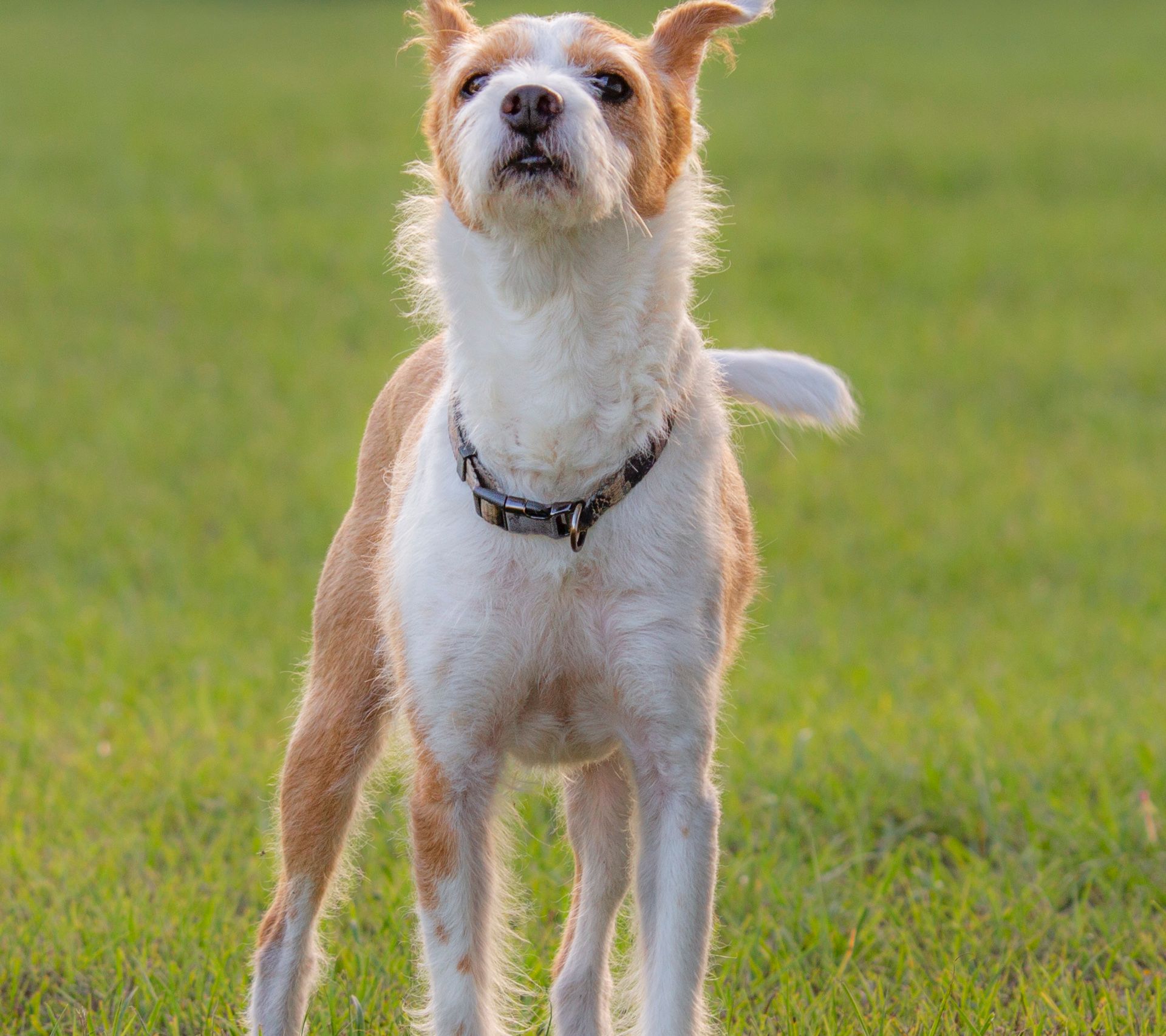 Verspielter Terrier-Mix steht aufmerksam auf einer grünen Wiese