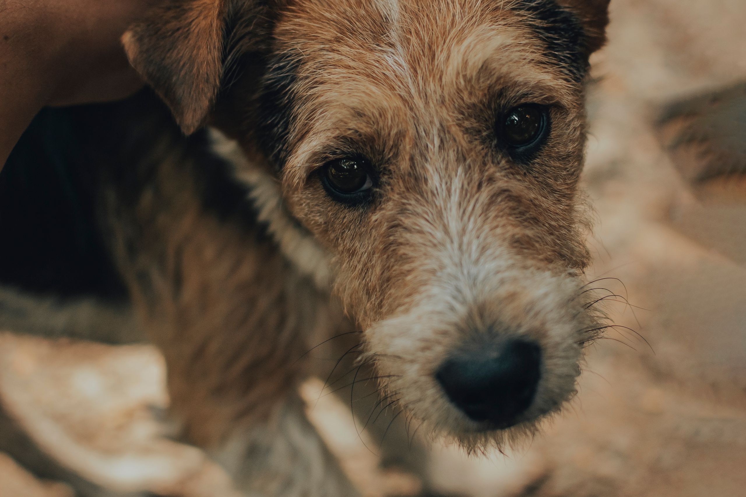 Terrier wird von einer Hand am Kopf gestreichelt