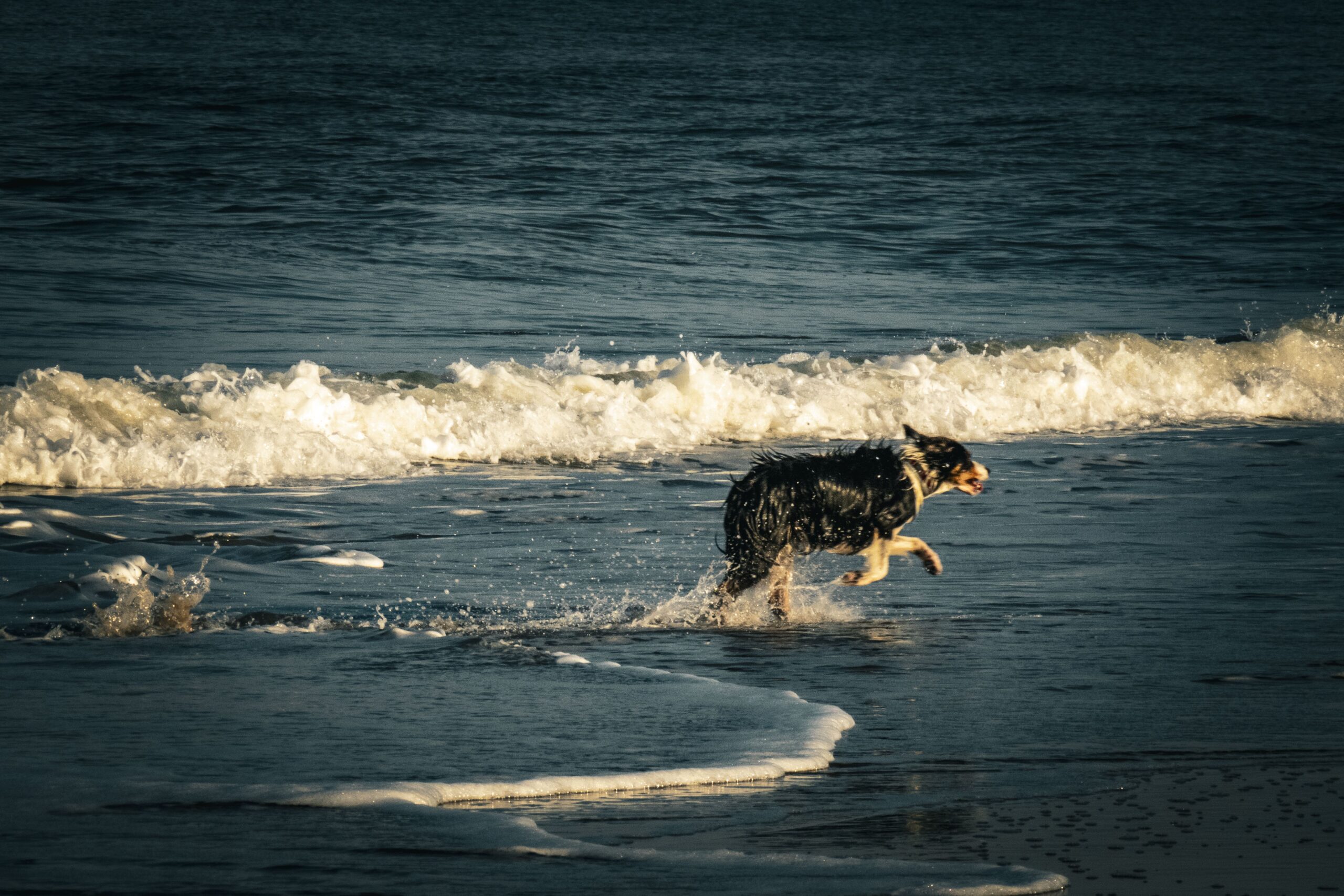 Hund läuft durch die Wellen Urlaub mit Hund in Dänemark – Hund am Strand