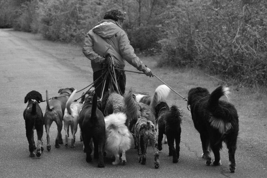 Hund entlaufen Erlangen vorbeugen: Gassigeher führt eine Gruppe angeleinter Hunde über einen Weg