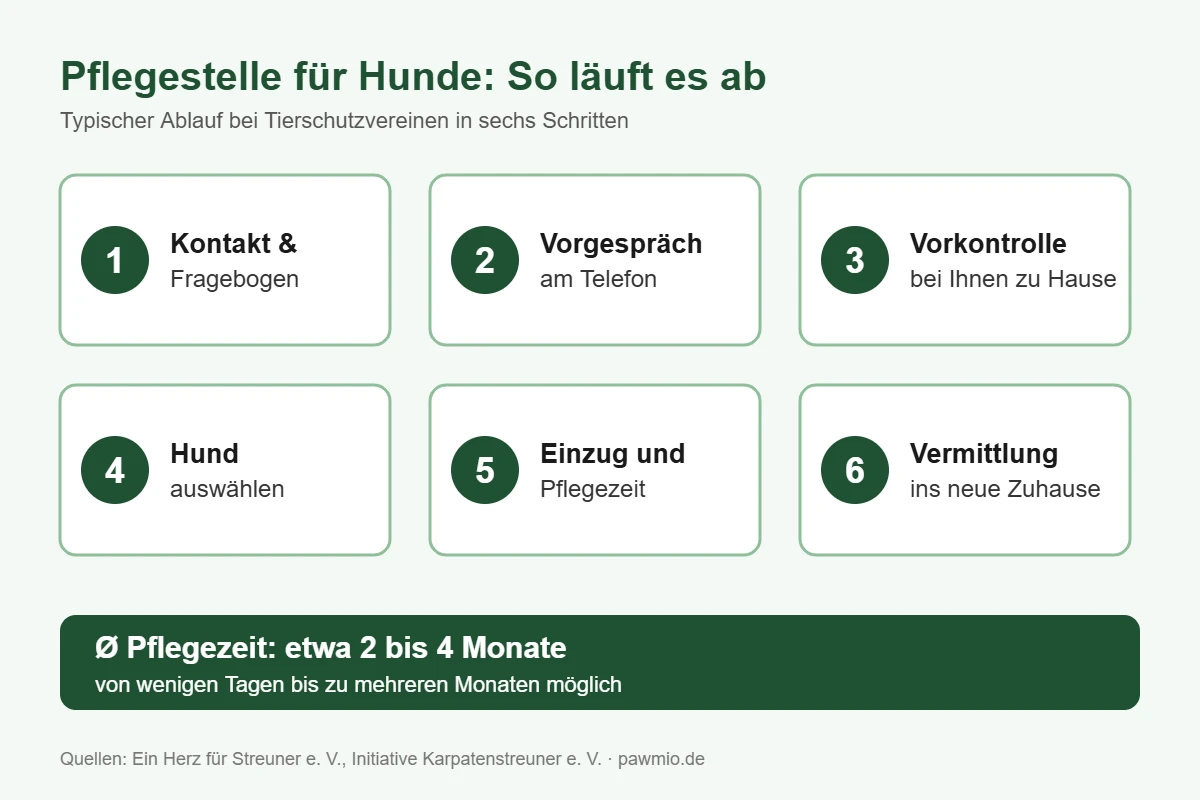 Infografik: Pflegestelle für Hunde – Ablauf in sechs Schritten, durchschnittliche Pflegezeit 2 bis 4 Monate