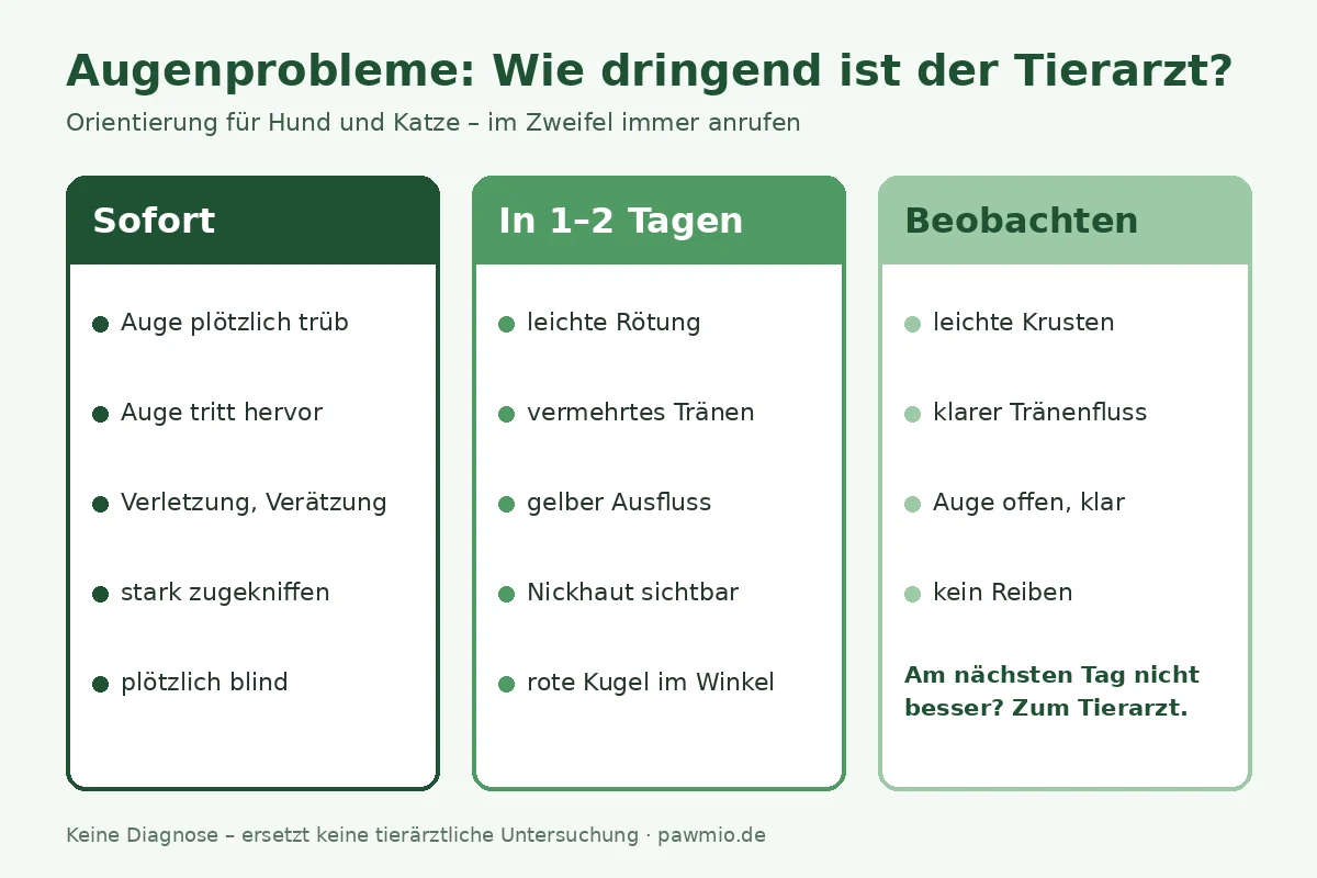 Infografik: Augenprobleme – wie dringend ist der Tierarzt? Sofort, in 1–2 Tagen oder beobachten