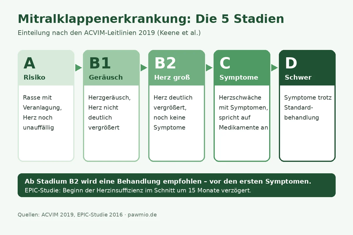 Infografik: Mitralklappenerkrankung beim Hund – die 5 Stadien nach ACVIM, Behandlung ab Stadium B2