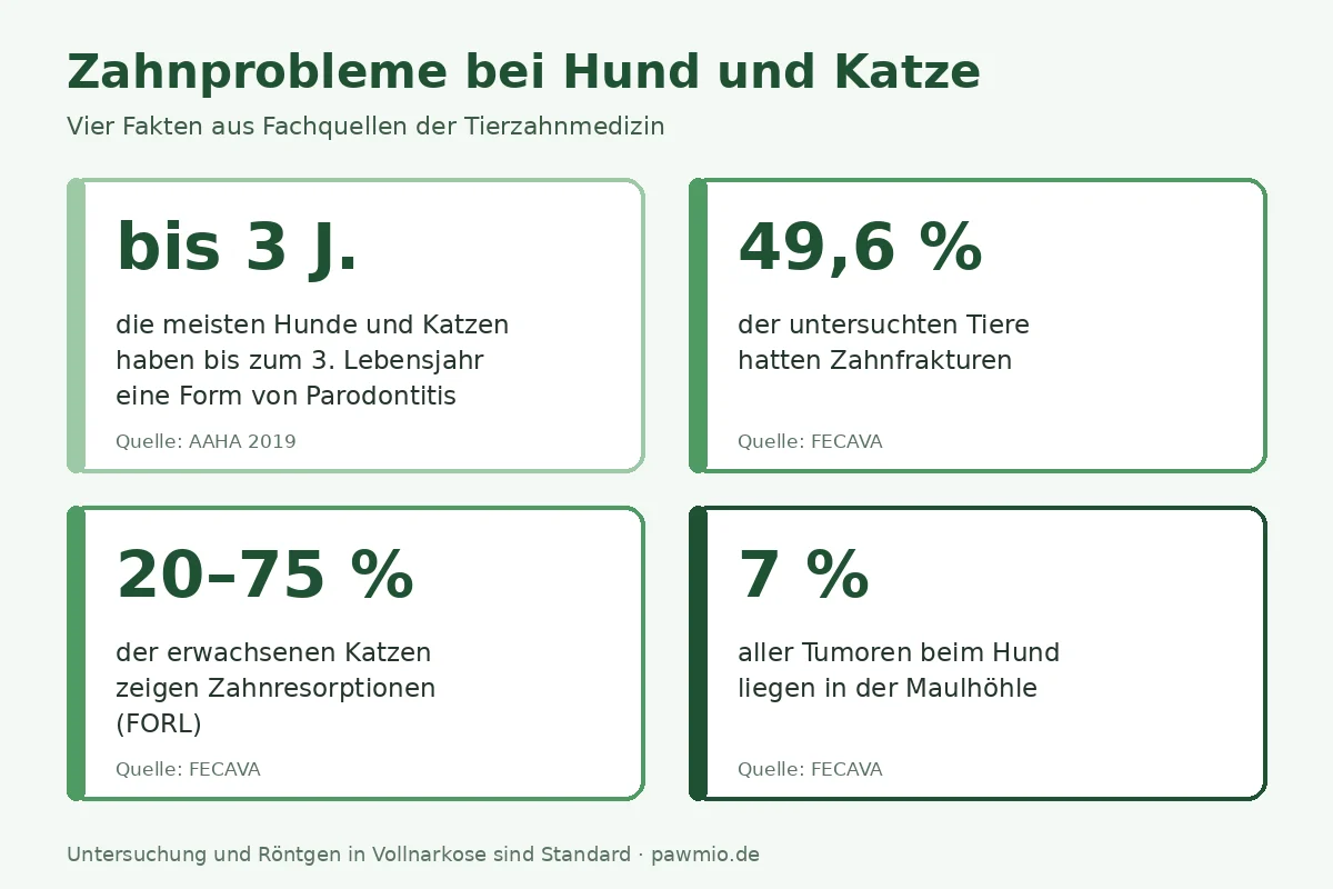 Infografik: Zahnprobleme bei Hund und Katze – vier Fakten aus der Tierzahnmedizin