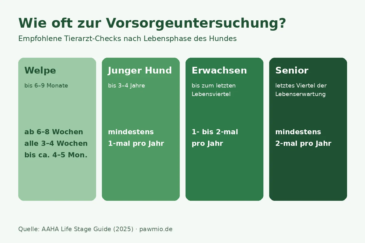 Vorsorgeuntersuchung Hund: Wie oft zum Tierarzt-Check je Lebensphase – Welpe, junger Hund, Erwachsener, Senior